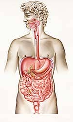 Malnutrition and Aging