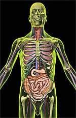 Benefits of Probiotics