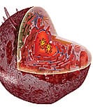 FDA Seeks to Ban Pyridoxamine