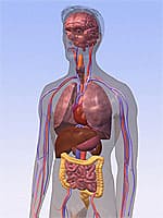 Kidney Disease and B6 Vitamers