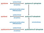 Figure 1: Each of the B6 vitamers is ultimately converted to pyridoxal-5’-phosphate in the body.