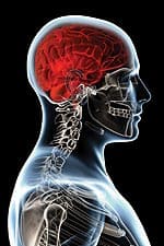 Omega-3 Fatty Acids Increase Brain Volume