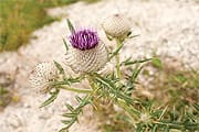 Milk Thistle