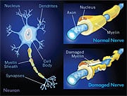 Structures of healthy nerve and nerve