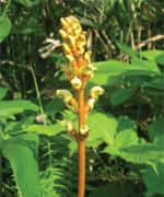 The Neuroregenerative and Neuroprotective Power of Gastrodin