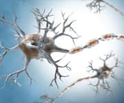 Carbohydrates And Breast Cancer Risk