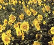 Pollen Extracts Support Prostate Health