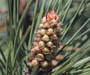 Atherosclerosis Has Long Plagued Mankind