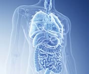 An imbalance of microorganisms is a sign of aging