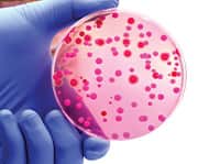 Probiotics support aging overall