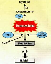 Conversion of Homocysteine to SAM