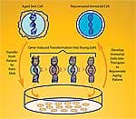 Induced Pluripotent Stem Cells Transformed From Adult Skin Cells
