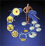 Embryonic Stem Cells Derived From Human Embryos