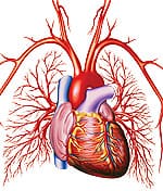 Natural Methods for Reversing Atherosclerosis