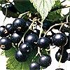 Blackcurrant