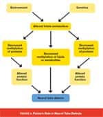 Folate, Vitamin B12, and Birth Disorders