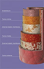 Resveratrol May Reverse Arterial Aging