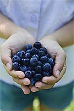 Diverse Benefits of Blueberries