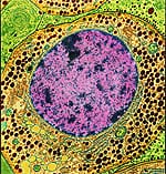 Growth Hormone Basics