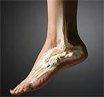 Estriol Increases Bone Mineral Density