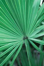 The Complementary Power of Nettle Root