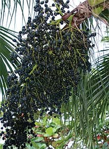 Anthocyanins: Broad-Spectrum Disease Protection