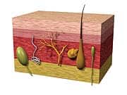 Skin Repair and Protection