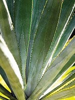 Agave Inulin and FOS: A Powerful Prebiotic Blend