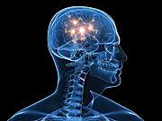Neuropeptide Y: Opposite of Serotonin?