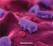 Salmonella
