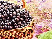 Black Currant