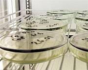 Linus Pauling: The Scientist