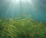 Astaxanthin Adds Anti-Inflammatory Potency