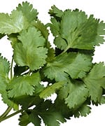Time to Celebrate Cilantro