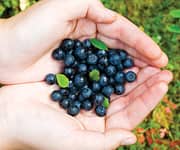 Broad-Spectrum Benefits of Blueberries