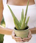 Aloe May Boost the Efficacy of Chemotherapy