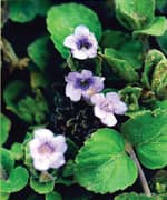 Bacopa
