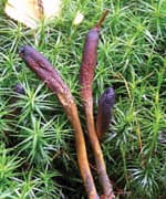 Cordyceps