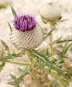 Should You Really Be Taking Iron?