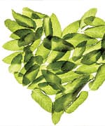 Basil A Potent One-Two Punch of Robust Flavor and Medicinal Advantages