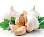 Garlic