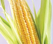 Deadly Effects of Fructose