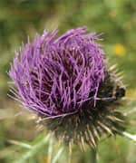 Benefits of Milk Thistle