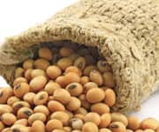 Soy Compound Helps Prevent Prostate Cancer Metastasis