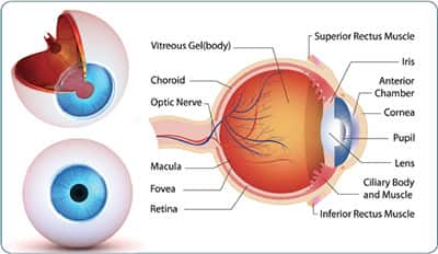 New Studies Validate Powerful Protection Against Age-Related Vision Loss