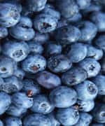 Blueberries Boost Longevity