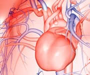 L-Carnitine Lowers Inflammation In Heart Disease Patients