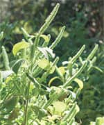 Relief From Irritable Bowel Syndrome