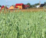 Wild Green Oat Extract for Smoking Cessation