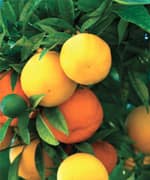 Decreased Vitamin C Levels Found in Patients Treated for Hematologic Malignancies
